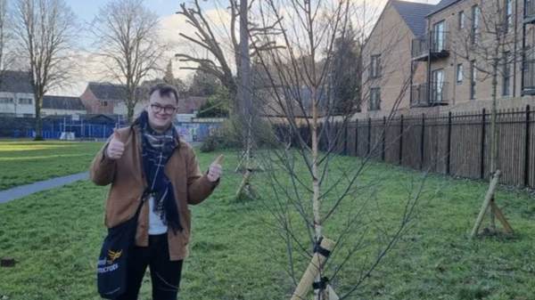 Suggest a street tree